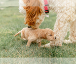 Small Photo #10 Goldendoodle Puppy For Sale in FREDERICA, DE, USA