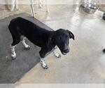 Small Pointer Mix