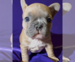 Small Photo #11 French Bulldog Puppy For Sale in WEXFORD, PA, USA
