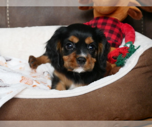Medium Photo #4 Cavalier King Charles Spaniel Puppy For Sale in MARCELLUS, MI, USA