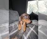 Small #3 Dachshund