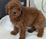Puppy Rascal Poodle (Toy)