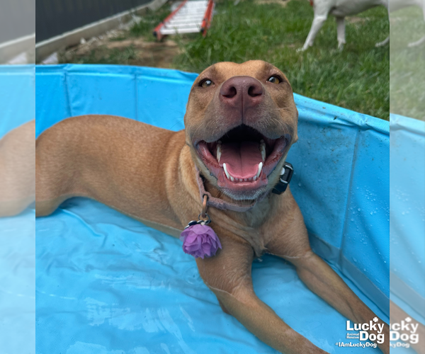 Medium Photo #9 Labrador Retriever-Unknown Mix Puppy For Sale in Washington, DC, USA
