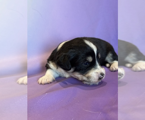 Medium Photo #7 Corgipoo Puppy For Sale in LONGMONT, CO, USA