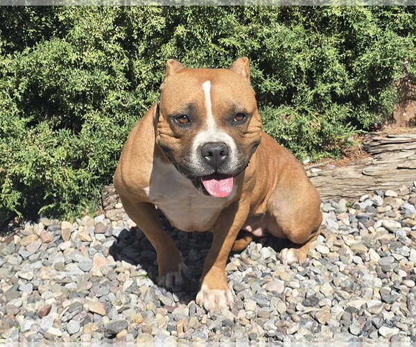 Medium Photo #2 Bulldog Puppy For Sale in Albuquerque, NM, USA