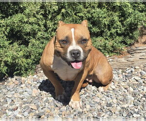 Sexy Ms Sabra ~ Gorgeous Pocket Bully ! - Female Bulldog Dog for Adoption - Photo #2