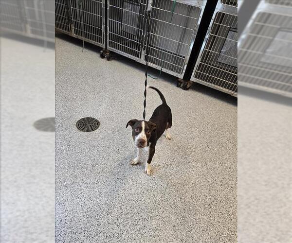 Medium Photo #1 Beagle-Unknown Mix Puppy For Sale in Houston, TX, USA