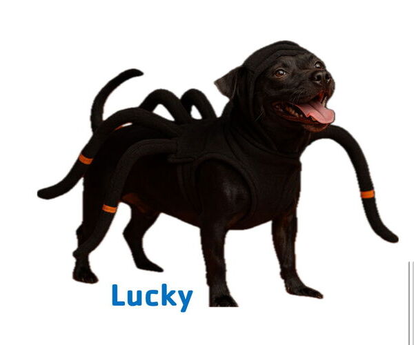 Medium Photo #1  Puppy For Sale in , 