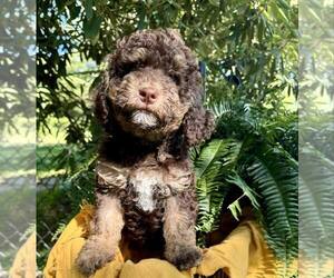 Golden Mountain Doodle  Puppy for Sale in HENDERSONVILLE, North Carolina USA