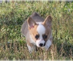 Small Photo #2 Pembroke Welsh Corgi Puppy For Sale in GRAVETTE, AR, USA