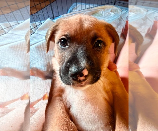Medium Photo #2 Golden Dox Puppy For Sale in Roxboro, NC, USA