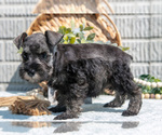 Small #4 Schnauzer (Miniature)