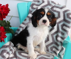 Cavalier King Charles Spaniel Puppy for sale in SHILOH, OH, USA