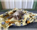 Small #3 Bulldog