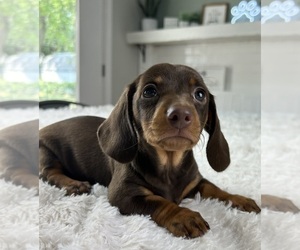 Dachshund Puppy for sale in INDIANAPOLIS, IN, USA