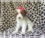 Small #1 Cavapoo