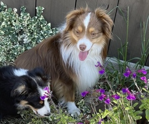 Medium Photo #1 Miniature Australian Shepherd Puppy For Sale in DIXON, CA, USA