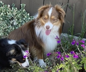 Father of the Miniature Australian Shepherd puppies born on 01/26/2025