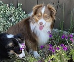 Small Photo #1 Miniature Australian Shepherd Puppy For Sale in DIXON, CA, USA