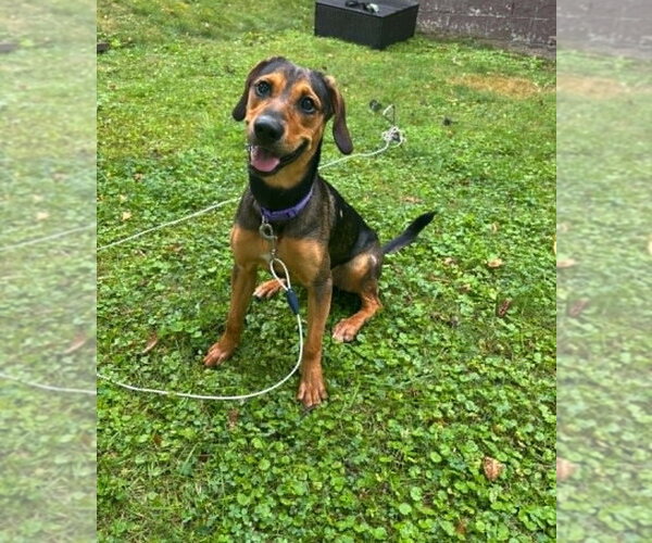 Medium Photo #2 Mutt Puppy For Sale in Springdale, PA, USA