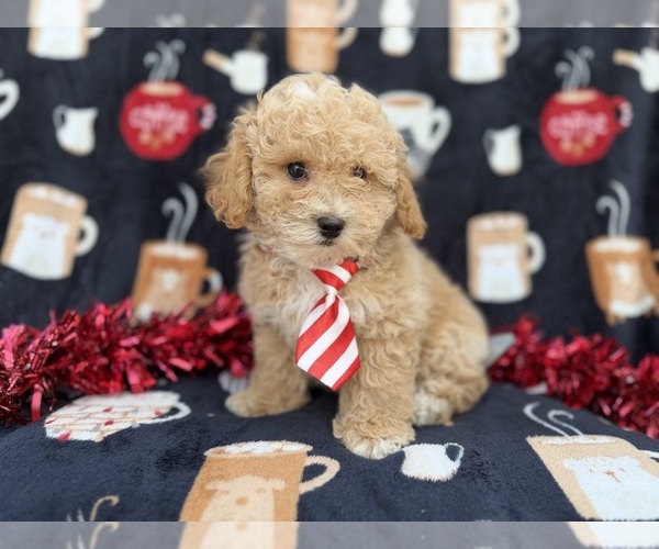 Medium Photo #5 Bichpoo Puppy For Sale in LAKELAND, FL, USA
