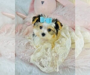 Medium Biewer Terrier