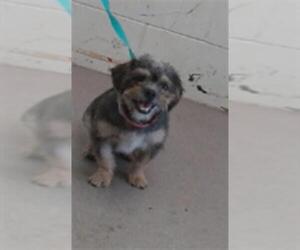 Mutt Dogs for adoption in San Bernardino, CA, USA