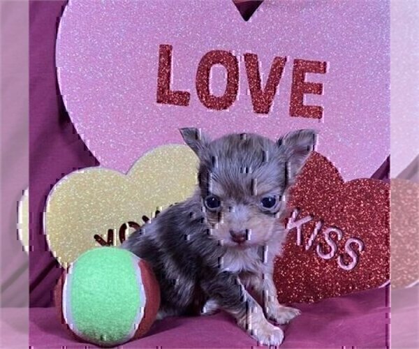 Medium Photo #6 Chihuahua Puppy For Sale in BOCA RATON, FL, USA