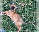 Small #3 Mutt