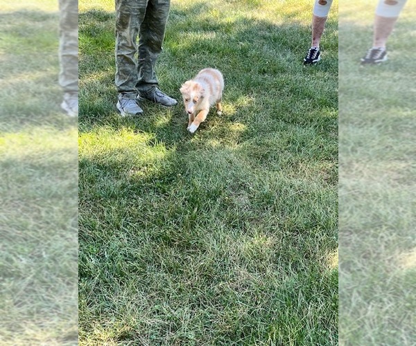 Medium Photo #4 Miniature Australian Shepherd Puppy For Sale in WENTZVILLE, MO, USA