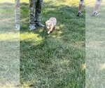Small #3 Miniature Australian Shepherd