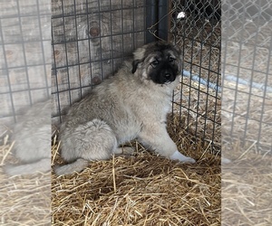 Anatolian Shepherd Puppy for sale in LITCHFIELD, MN, USA