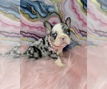 Small #1 French Bulldog