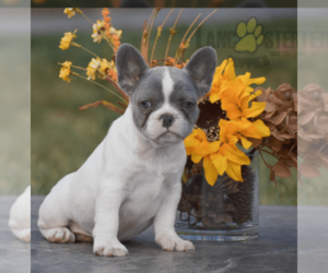 French Bulldog Puppy for sale in MILFORD, PA, USA