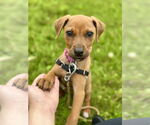 Small #1 German Pinscher Mix