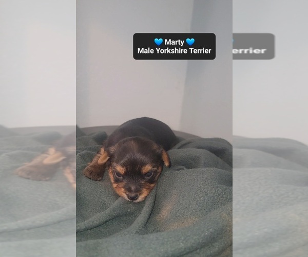 Medium Photo #2 Yorkshire Terrier Puppy For Sale in TUCSON, AZ, USA