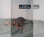 Small #1 Yorkshire Terrier