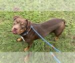 Small #1 American Pit Bull Terrier Mix