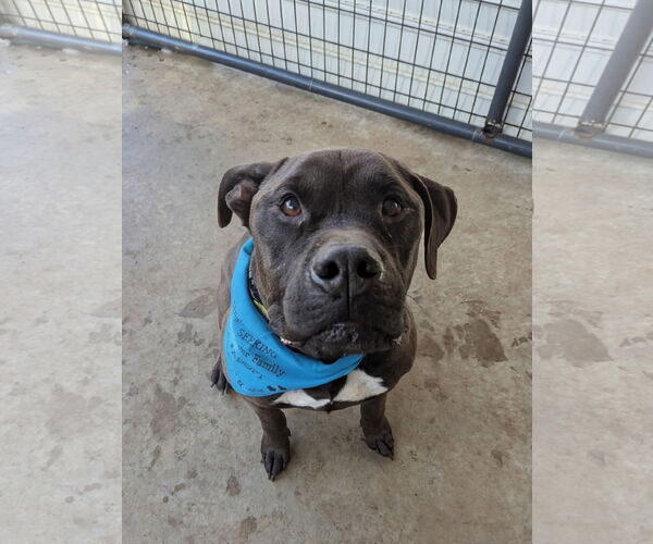 Medium Photo #2 American Staffordshire Terrier-Mastiff Mix Puppy For Sale in McCormick, SC, USA