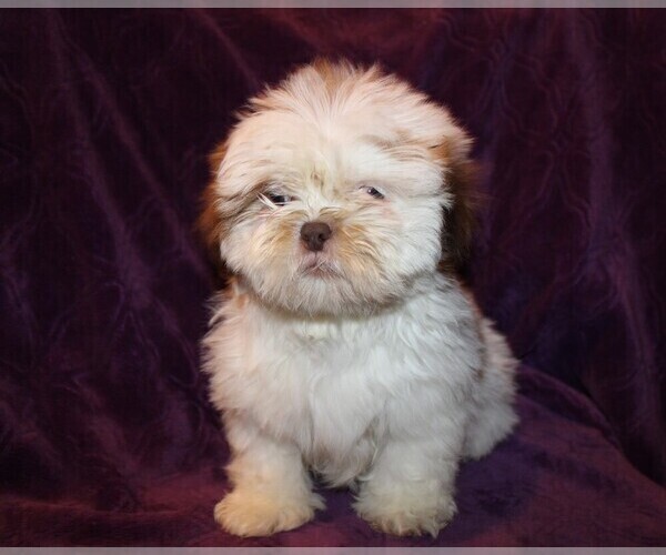 Medium Photo #6 Shih Tzu Puppy For Sale in BLOOMINGTON, IN, USA