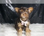 Small #1 Yorkshire Terrier