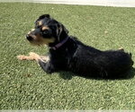 Small #3 Mutt
