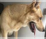 Small German Shepherd Dog