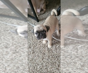 Pug Puppy for sale in SAN ANTONIO, TX, USA