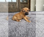 Small #4 Rhodesian Ridgeback