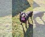 Small #12 Labrador Retriever Mix