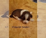 Small Photo #11 Havanese Puppy For Sale in DREXEL, MO, USA