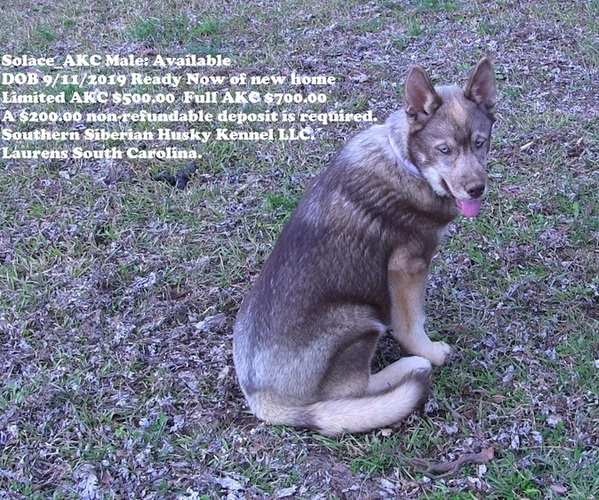 Medium Photo #8 Siberian Husky Puppy For Sale in LAURENS, SC, USA