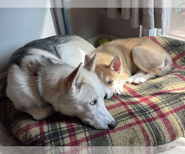 Medium Photo #11 Siberian Husky-Unknown Mix Puppy For Sale in Gretna, NE, USA