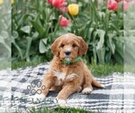 Small #2 Goldendoodle